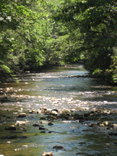 River at Pisgah Center for Wildlife Education